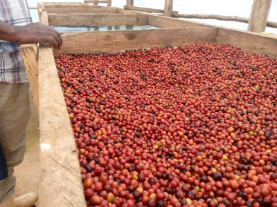 Green Coffee beans (Arabica Coffee)